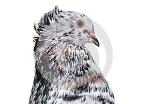 English Fantail pigeon in profile against white background