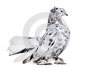 English Fantail pigeon standing against white background