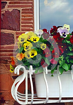 English Flower Box, Devon England UK photo