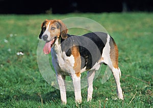 ENGLISH FOXHOUND, ADULT STANDING ON GRASS