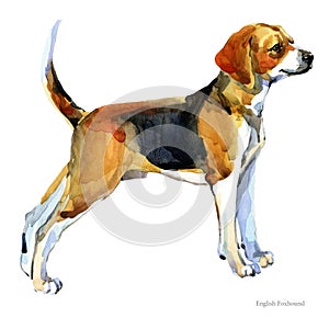 English Foxhound. watercolor hunting dog breed clipart