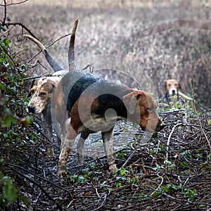 English Foxhounds at work