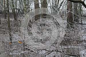 English frozen rural landscape on a frosty and foggy day