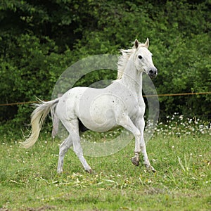 English full blood horse running on pasturage