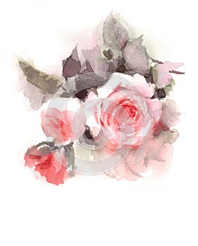 English Garden Roses Watercolor Flowers Illustration Hand Painted