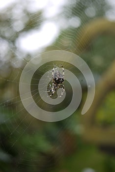 English Garden Spider web