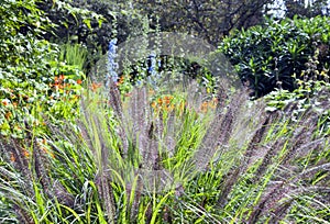 English garden with wild growing ornamental grasses, flowers .