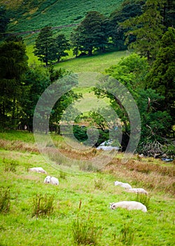 English grazing sheep in countryside