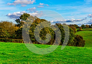 English green meadow on a sunny day, a typical rural landscape o