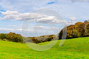 English green meadow on a sunny day, a typical rural landscape o