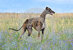 English Greyhound dog on field