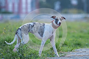 English greyhound figure