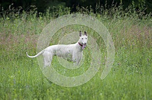 English greyhound portrait