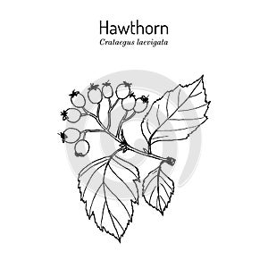 English hawthorn Crataegus laevigata , or mayflower, medicinal plant