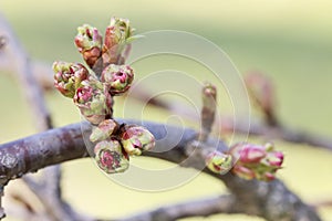 English hawthorn Crataegus laevigata Paul`s Scarlett buds