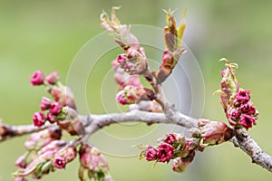 English hawthorn Crataegus laevigata Paul`s Scarlett buds in the garden