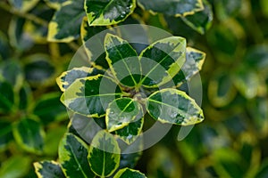 English holly Ilex aquifolium Ovata Aurea spiny leaves with yellow margin