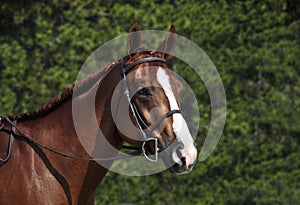 English horse head wearing bridle photo