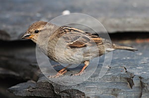 English House Sparrow