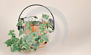English ivy  in clay plant pot cover with headphones on white background. Music help plant growing faster concept