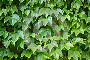 English Ivy is a clinging evergreen vine plant photo