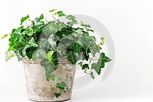 English Ivy in Flowerpot Closeup, Hedera Helix Macro House Plant in Flowerpot, Copy Space