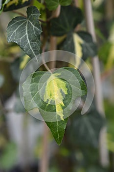 English Ivy Goldheart