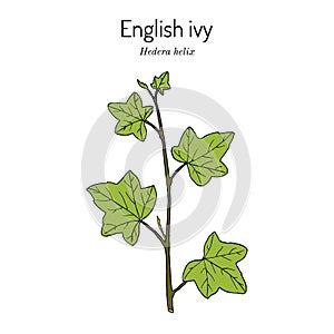 English ivy Hedera helix , ornamental and medicinal plant