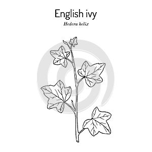 English ivy Hedera helix , ornamental and medicinal plant
