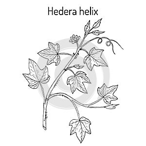 English ivy Hedera helix , ornamental and medicinal plant