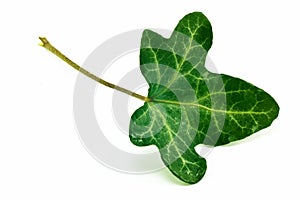 English Ivy leaf