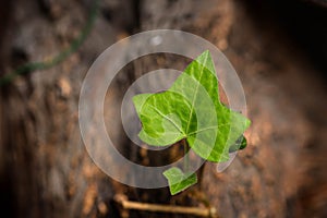 English Ivy Leaf, close up