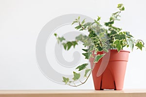 English Ivy plant in pot on wood table