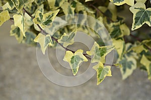 English Ivy Tricolour