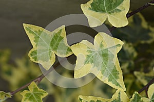 English Ivy Tricolour