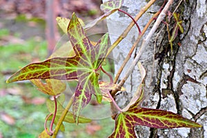 English Ivy Vine Leaf 01