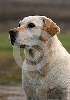 English Labrador Retriever