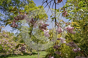 English landscape garden in Spring