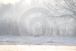 English landscape in winter with fox barely visible through the mist