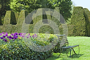 English landscaped garden with topiary hedge, tulips .