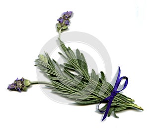 English Lavender