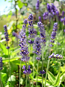 English lavender