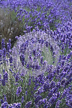English lavender in blossom nature field