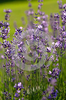 English lavender bush with buds