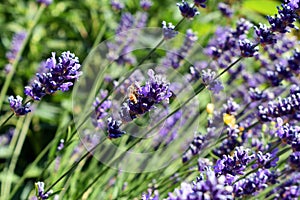 English Lavender and Honey Bee