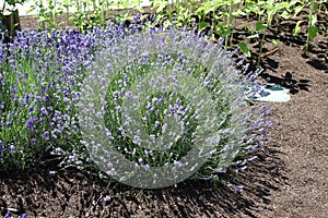 English lavender Lavandula angustifolia