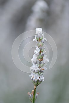 English Lavender Lavandula angustifolia Edelweiss, white flowers