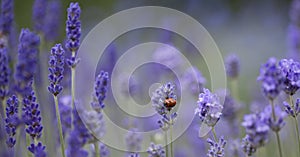 English Lavender - ` Loddon Blue` Lavandula angustifolia or officinalis -  ornamental plant in cottage gerden with dark blue