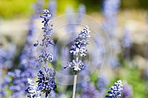 English Lavender plant blooming on meadow