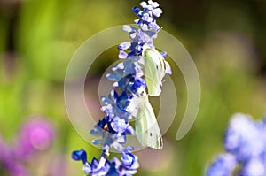 English Lavender plant blooming on meadow with two white butterflies perching on it
